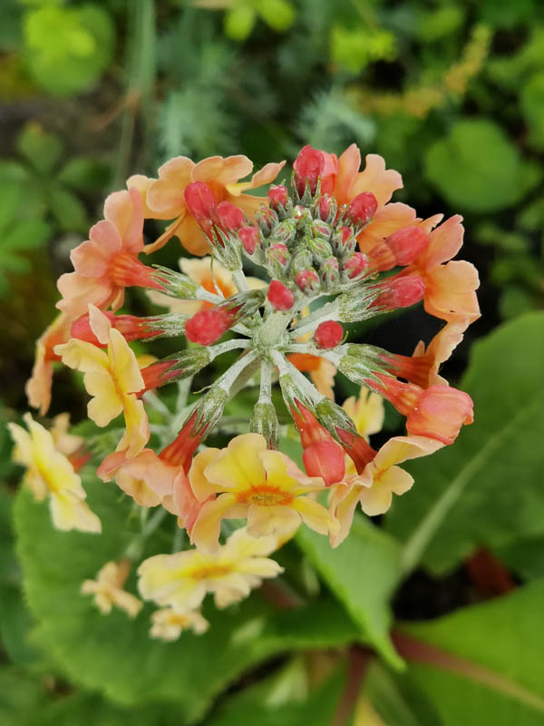 Primula 'Oriental Sunrise' photo